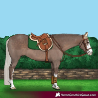 Horse Color:Silver Black Sabino 