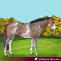 Horse Color:White Spotted Bay Sabino Frame 