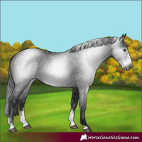 Horse Color:Gray Smoky Black Sabino Rabicano 