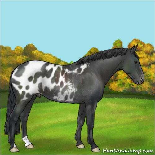 Horse Color:Black Appaloosa Rabicano 