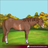 Horse Color:Chestnut Sabino Rabicano
