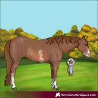 Horse Color:Chestnut Sabino Rabicano