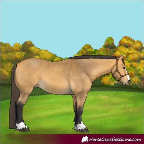 Horse Color:Buckskin 
