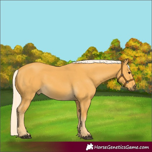 Horse Color:Palomino 