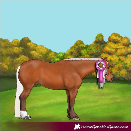 Horse Color:Silver Bay 