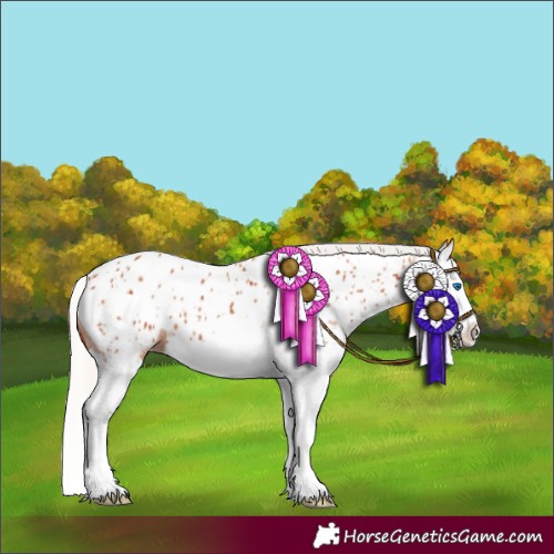 Horse Color:Silver Bay Splash Appaloosa 