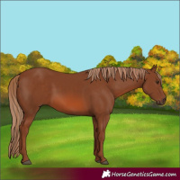 Horse Color:Chestnut 