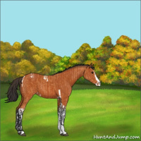 Horse Color:Bay Splash Tobiano Varnish and Bay Splash Tobiano Varnish