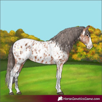 Horse Color:Bay Splash Tobiano Appaloosa  and Bay Splash Tobiano Appaloosa 