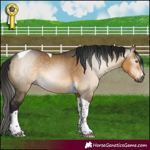 Horse Color:Gray Buckskin Dun Sabino Tobiano 