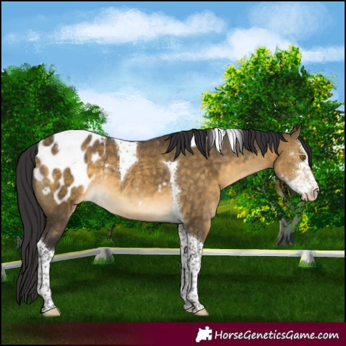 Horse Color:Buckskin Dun Sabino Tobiano Appaloosa Rabicano Brindle 