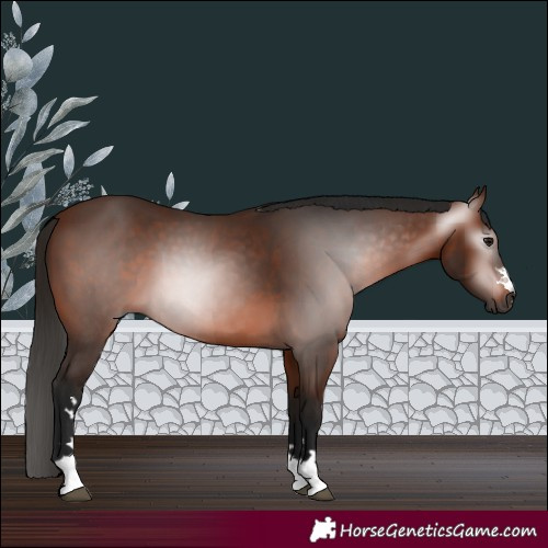 Horse Color:Gray Bay 