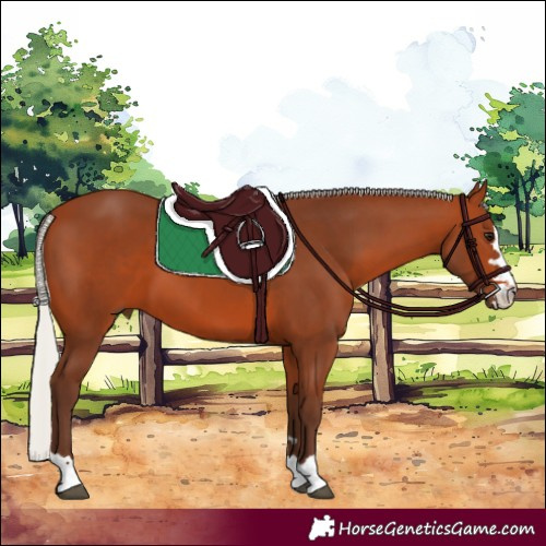 Horse Color:Silver Bay 