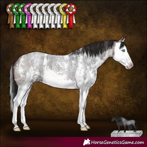 Horse Color:Brown Roan Sabino Splash 