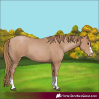 Horse Color:Black Pearl