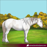 Horse Color:Bay Dun Sabino Splash Tobiano Varnish Rabicano 