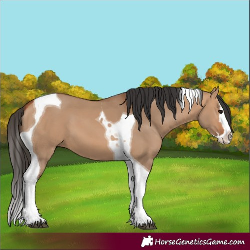Horse Color:Bay Dun Splash Tobiano 
