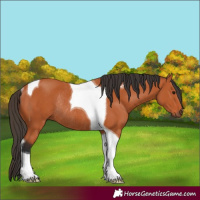 Horse Color:Bay Tobiano Rabicano 