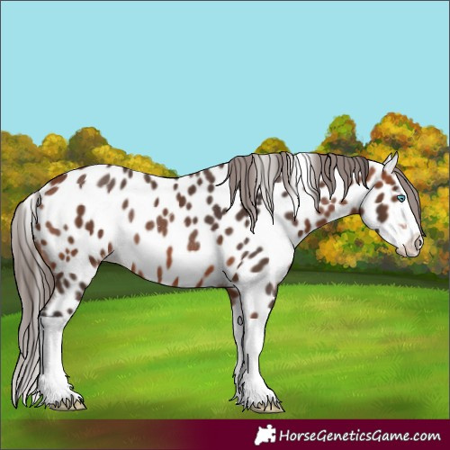 Horse Color:Bay Splash Appaloosa Rabicano 