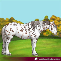 Horse Color:Bay Splash Appaloosa Rabicano