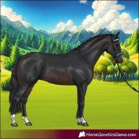 Horse Color:Brown 