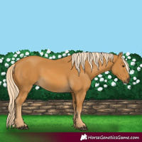 Horse Color:Palomino 