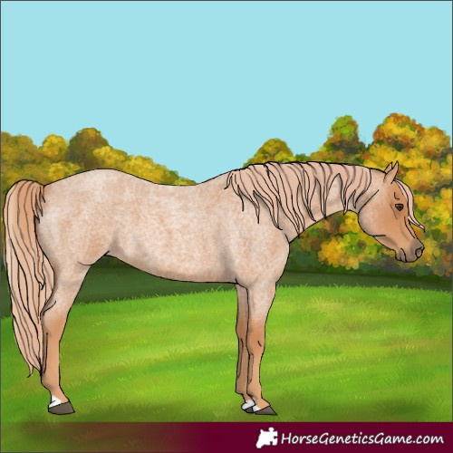 Horse Color:Red Roan 