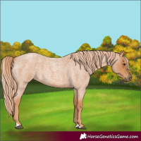 Horse Color:Red Roan 