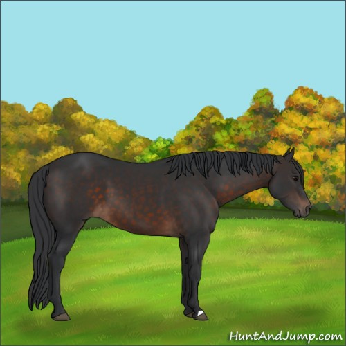 Horse Color:Brown 