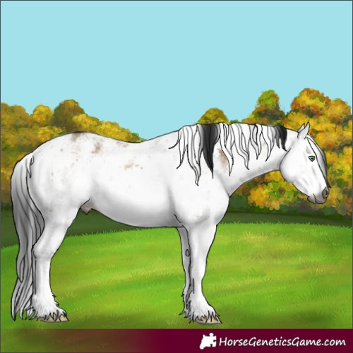 Horse Color:Gray Buckskin Dun Sabino 