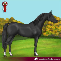 Horse Color:Black 