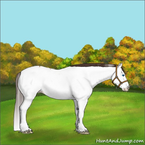 Horse Color:Buckskin Sabino Splash Appaloosa 