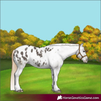 Horse Color:Smoky Grullo Tobiano Appaloosa 