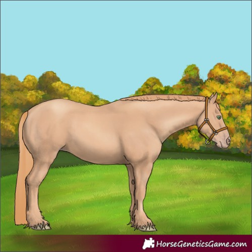 Horse Color:Gold Champagne Rabicano 