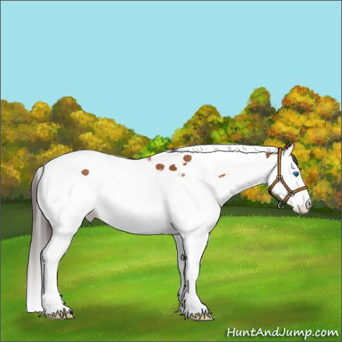 Horse Color:Unknown 