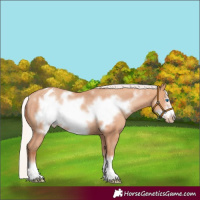 Horse Color:Silver Amber Champagne Frame Appaloosa Rabicano 