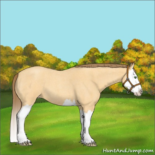Horse Color:Amber Cream Champagne Roan Splash Appaloosa 