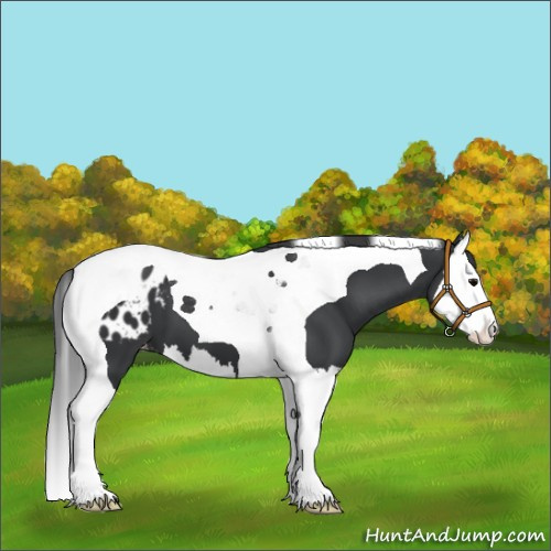 Horse Color:Unknown 