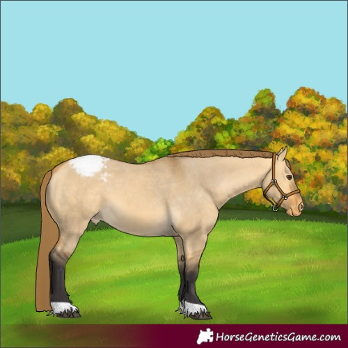 Horse Color:Buckskin Dun Appaloosa 