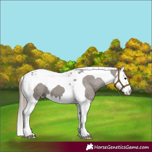 Horse Color:Smoky Grullo Splash Tobiano Appaloosa 