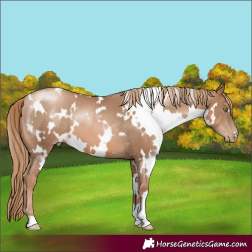 Horse Color:White Spotted Liver Chestnut Pearl 