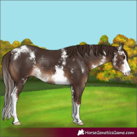 Horse Color:Liver Chestnut Sabino 