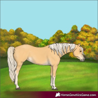 Horse Color:Palomino