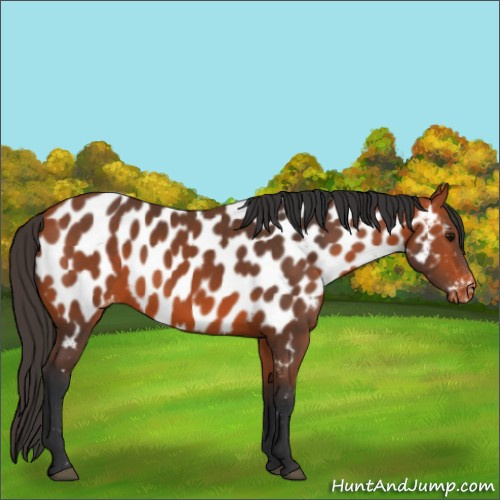 Horse Color:Bay Appaloosa 