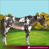 Horse Color:White Spotted Liver Chestnut Rabicano 