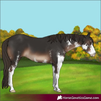Horse Color:Liver Chestnut Sabino 