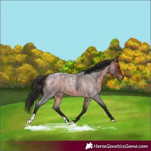Horse Color:Bay Roan