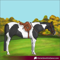 Horse Color:Black Tobiano 