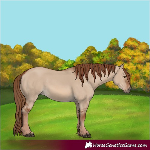 Horse Color:Red Dun
