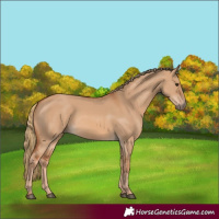 Horse Color:Red Dun 